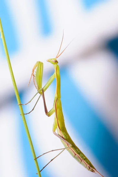 Praying mantis on the blurred background