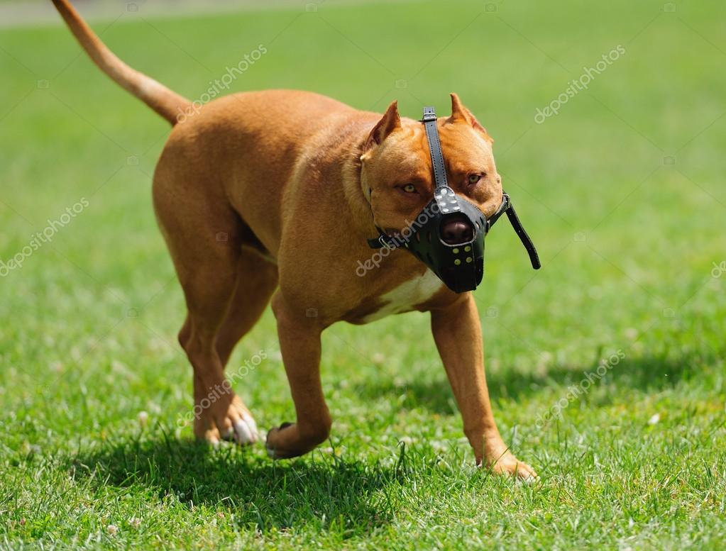 Gefährlicher Hund mit Maulkorb — Stockfoto 51981511