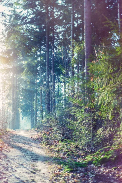 Forest footpath with sunlight