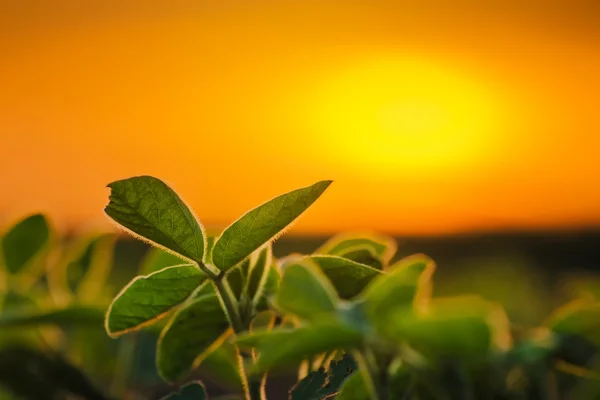 Soybean plants in sunset