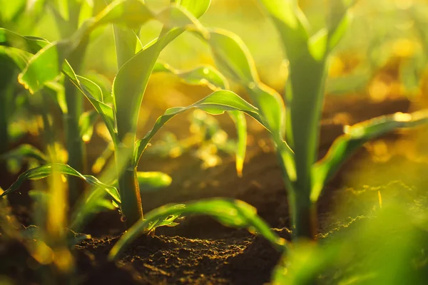 Corn crops in sunset