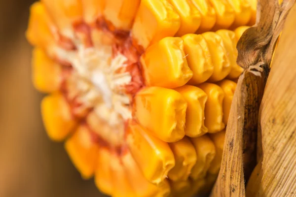 Ripe corn cob, close up