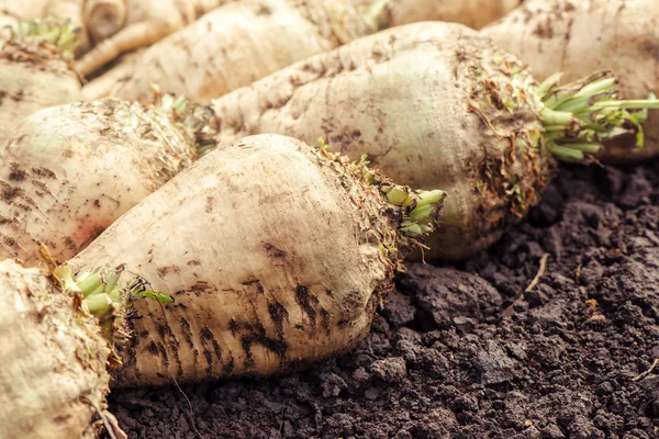 Harvested sugar beet crop root