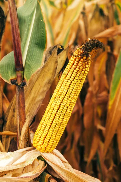 Corn ear on stalk