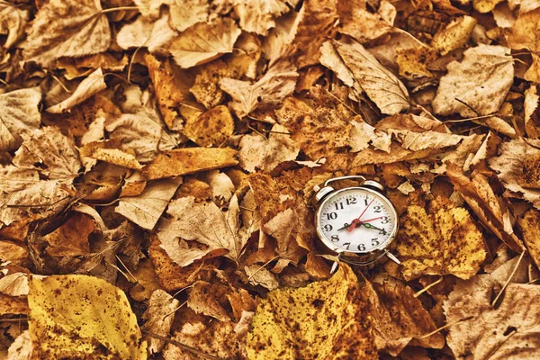 Vintage alarm clock in dry autumn leaves