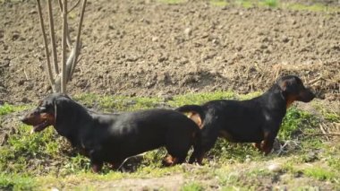 Free animal sex videos
