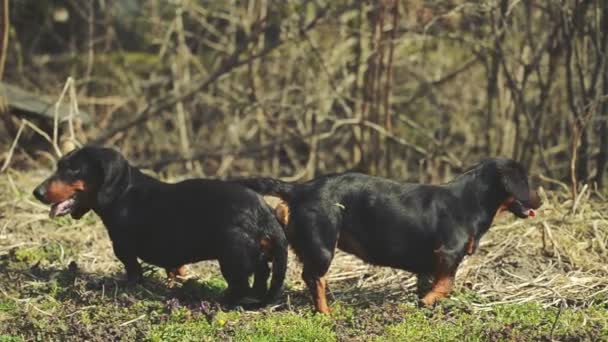 双的绑的腊肠狗交配,动物性爱场景 - 图库视频