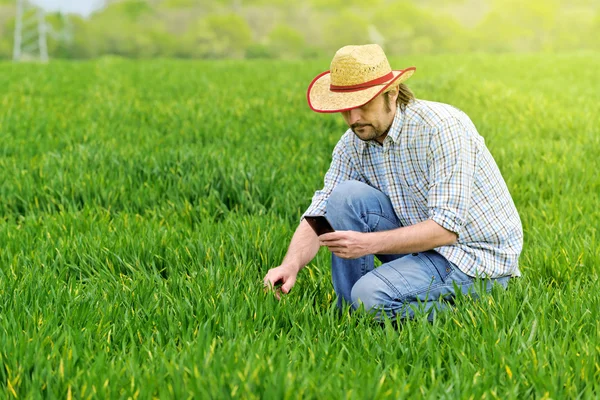 Farmer Taking Photo of Young Wheat Cultivation Field