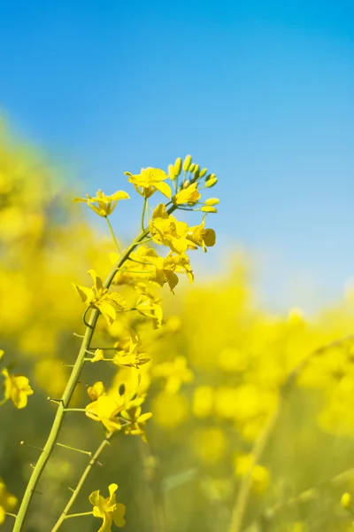Oilseed Rapeseed Flowers in Cultivated Agricultural Field