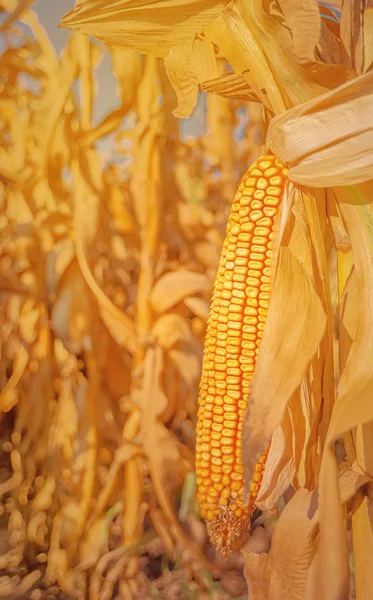 Maize corn ear on stalk