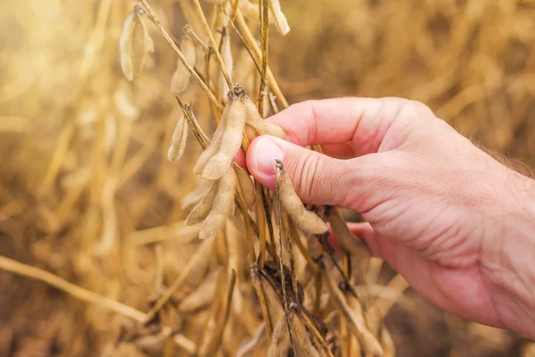 Farmer hand in harvest ready soy bean field