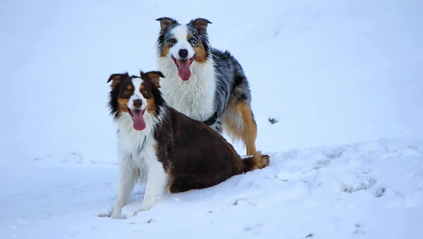 Two dogs Australian shepherd