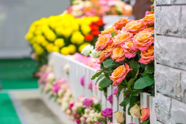 Roses at the garden fence