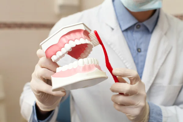 Dentist cleaning artificial jaw