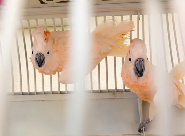 Pink parrots in a cage