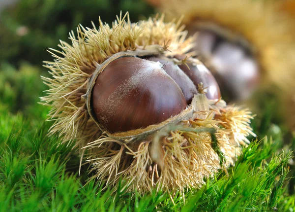 Chestnuts in the moss