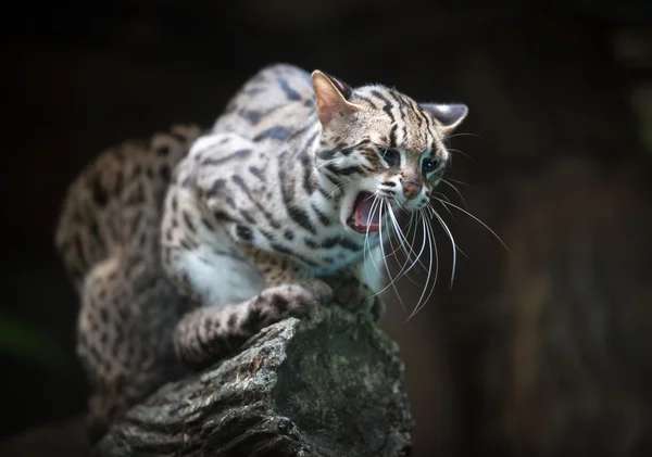 Angry leopard cat