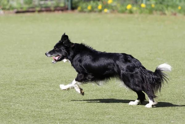 Border Collie dog at training on Dog agility