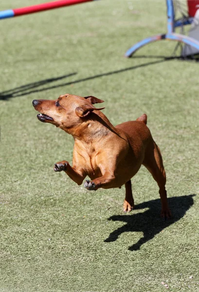 Dog a dwarfish pinscher at training on Dog agility