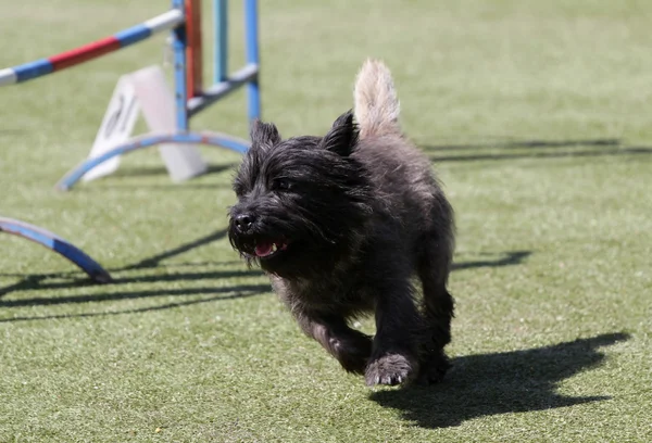 Dog Border  terrier at training on Dog agility