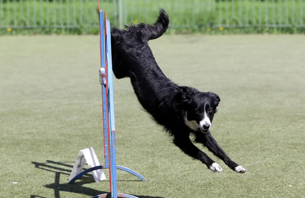 Border Collie dog at training on Dog agility