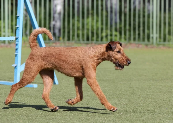 Dog the Irish terrier at training on Dog agility