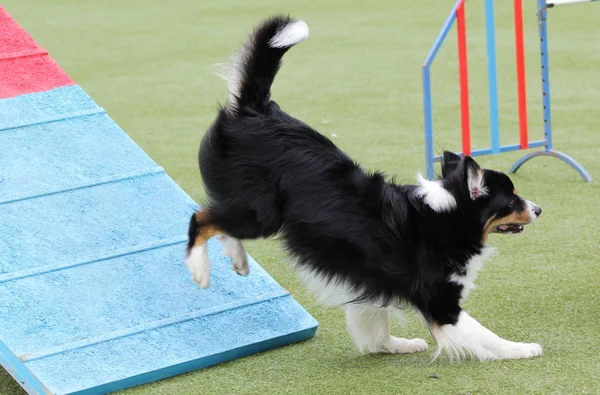 Border Collie dog at training on agility