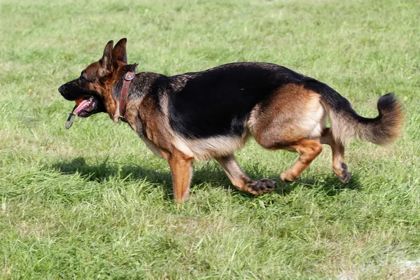 The German shepherd runs on a lawn