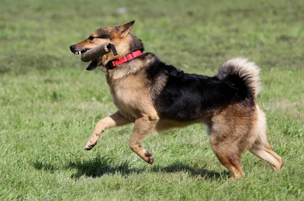 The German shepherd runs on a lawn