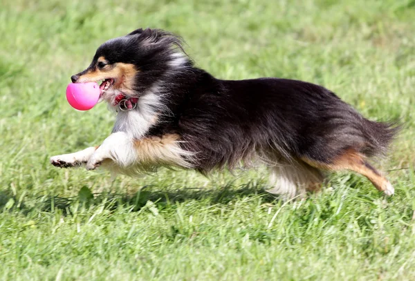 The dog of the Sheltie runs on a lawn