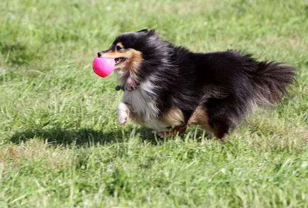 The dog of the Sheltie runs on a lawn