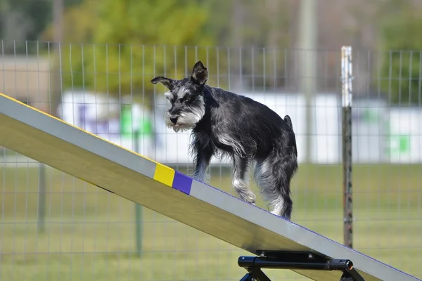 Miniature Schnauzer at Dog Agility Trial