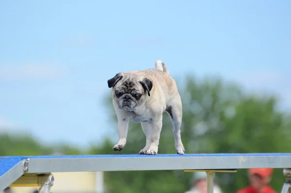 Pug at a Dog Agility Trial