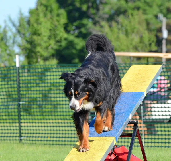 Bernese Mountain Dog at Dog Agility Trial