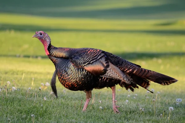 Wild Turkey (Meleagris gallopavo)