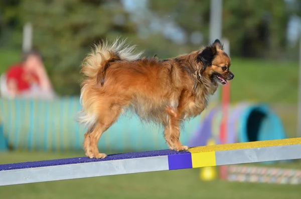 Long Coat Chihuahua a Dog Agility Trial