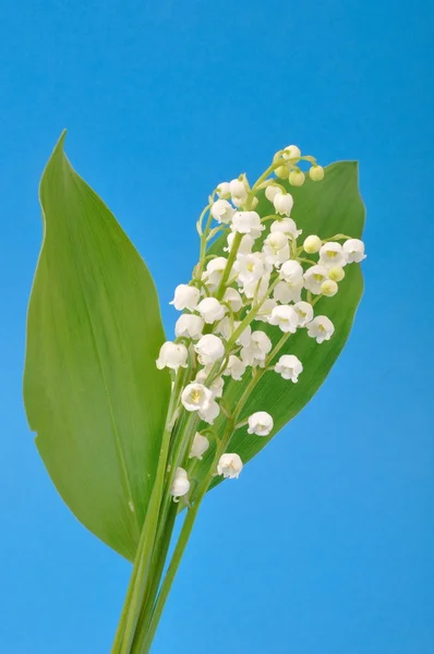 Lily of the valley on a blue background