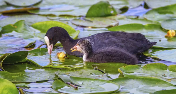 Eurasian or common coot, fulicula atra, duck and duckling