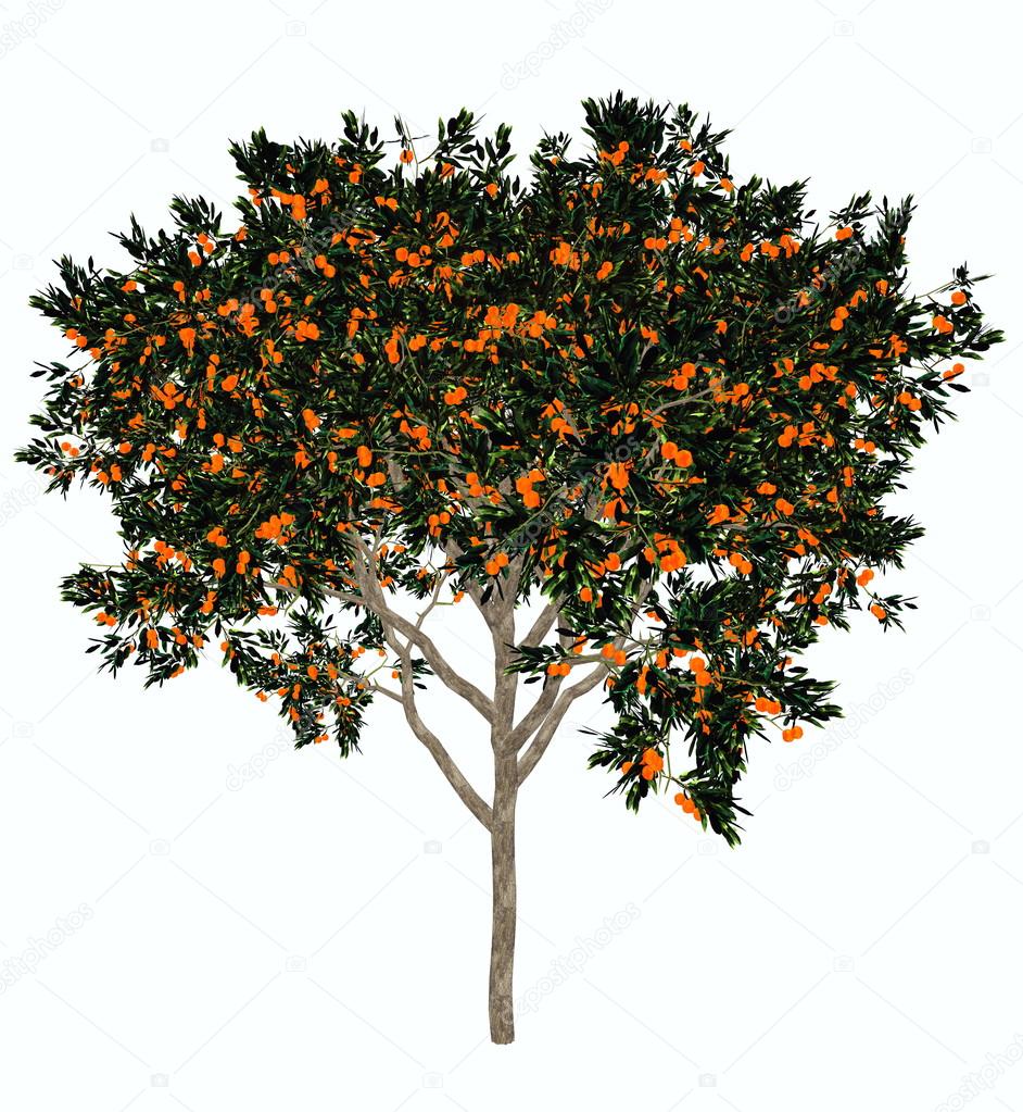 Render 3d de naranjo dulce — Foto de stock © Elenarts #85204786