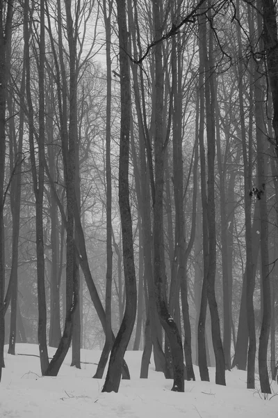 Winter forest and fog