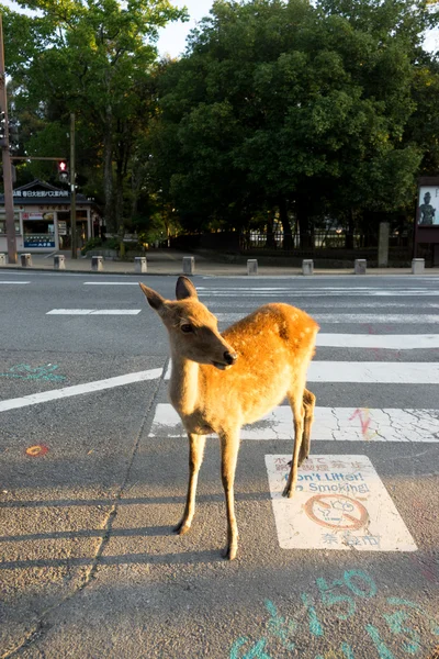 Deer stands near road