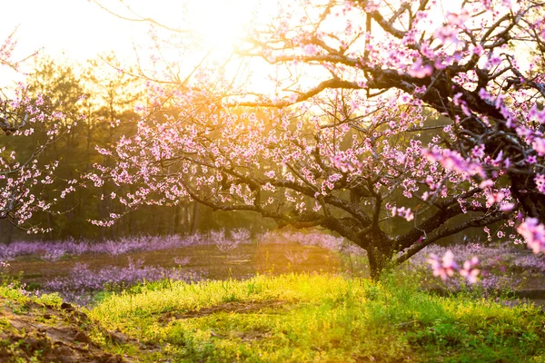 Peach blossom and green grass with sunshine