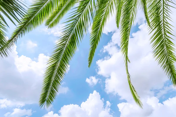 Palm tree leaves under blue sky