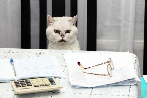 Cat, glasses and documents
