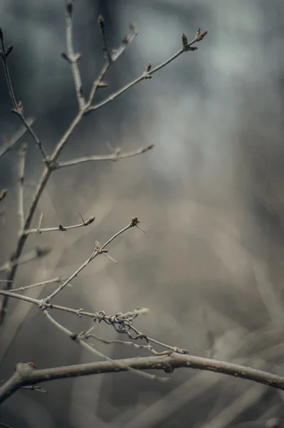 Budding plants