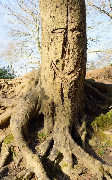 Old tree with roots