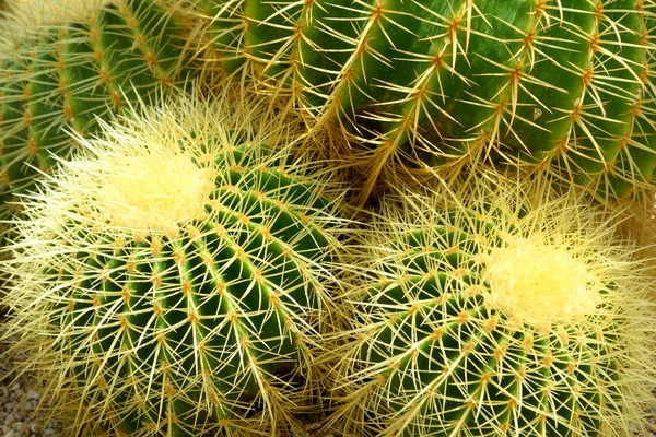 Detail of Mexican cacti