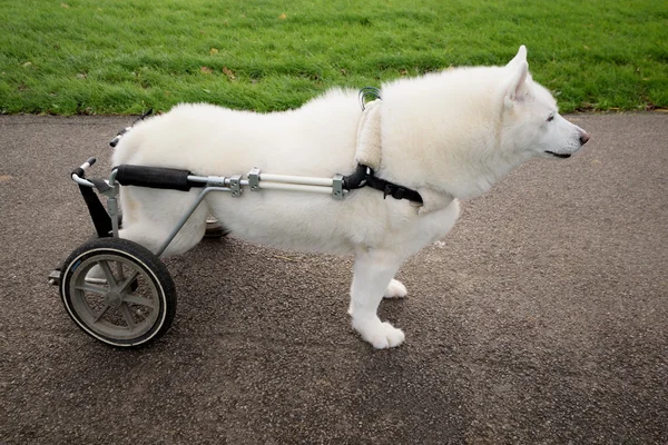 Injured dog with wheelchair
