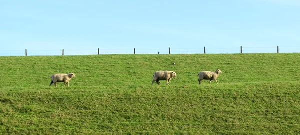 Three sheep graze