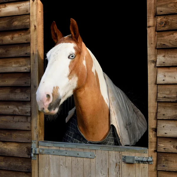 Horse in barn door